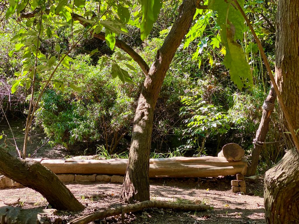 Reforestación y plantación